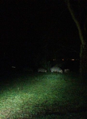 nijlpaarden in afrika